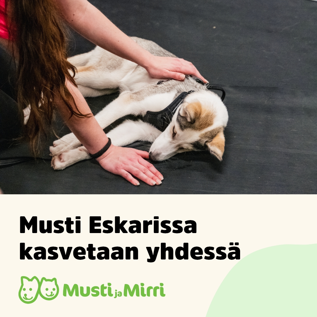 Musti ja Mirri Facebook ad