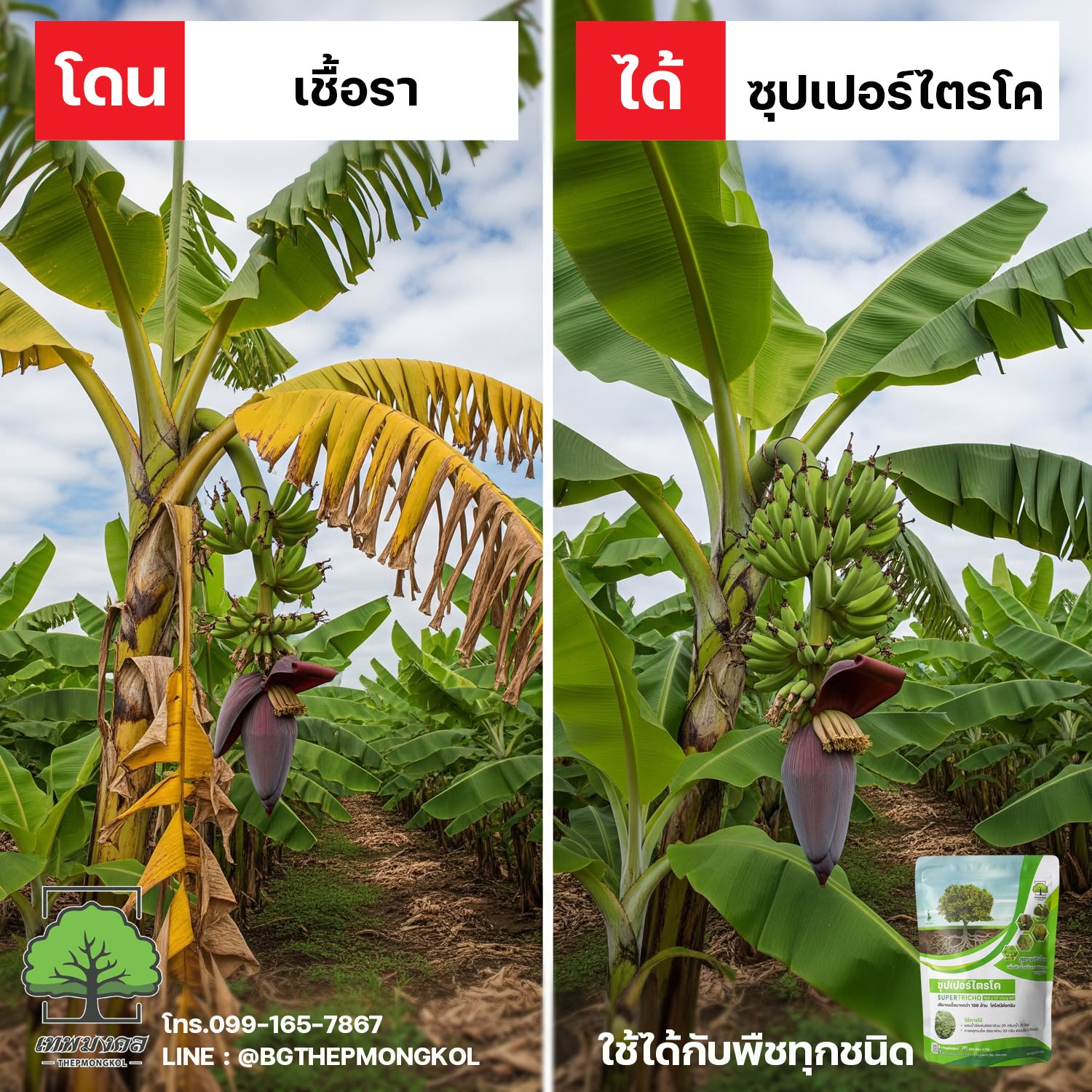 ซุปเปอร์ไตรโค สูตรป้องกันและกำจัดเชื้อรา Facebook ad