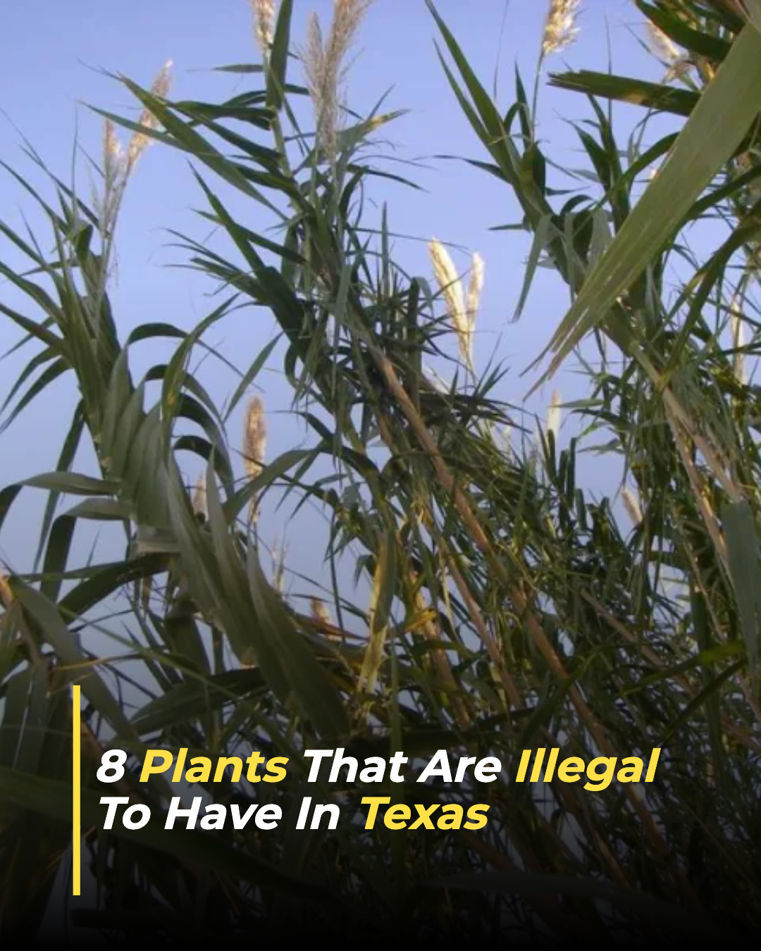 Texas Gardener Facebook ad: These Plants Are Illegal To Have In Texas