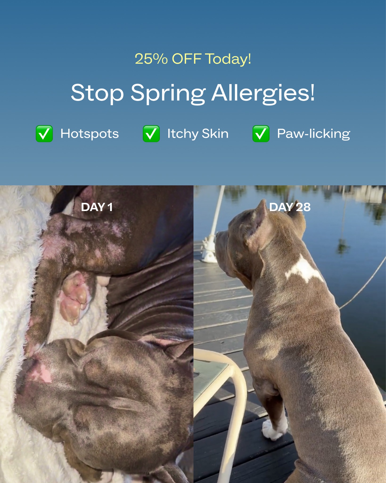 Dog is Human Facebook ad