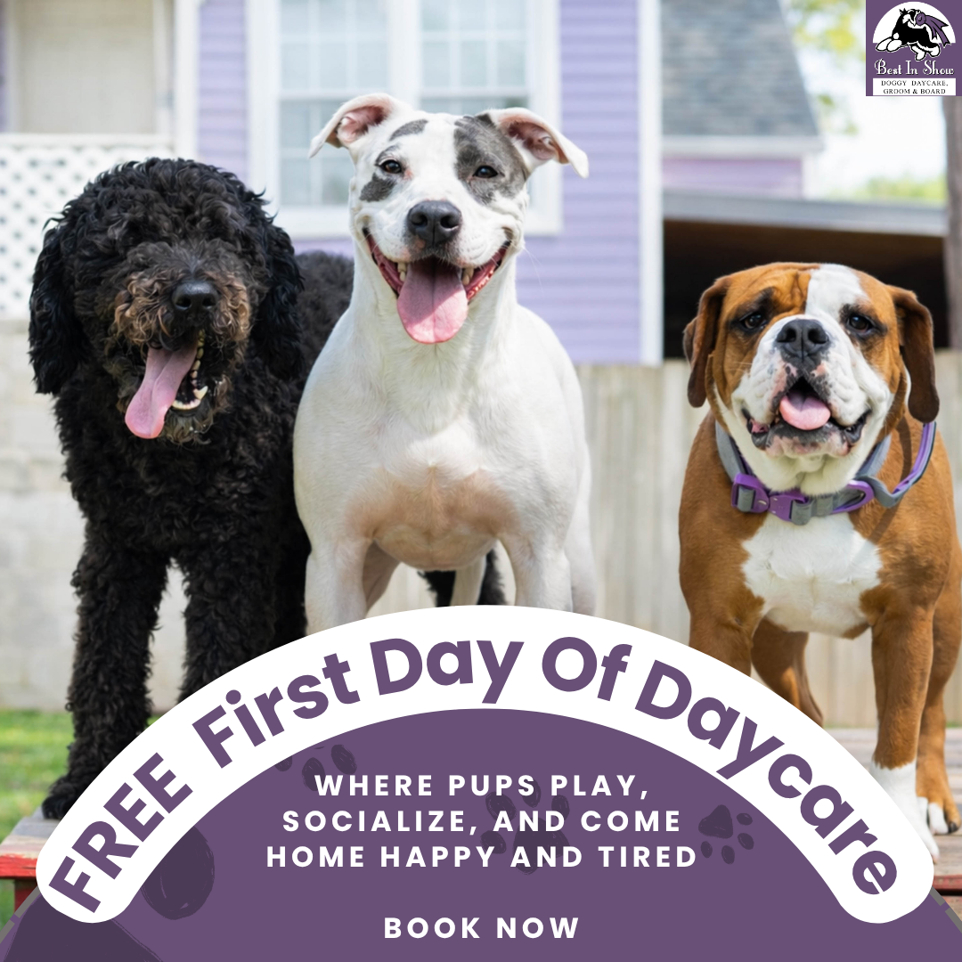 Best In Show Georgia Facebook ad: Book Your Pup’s Free Day
