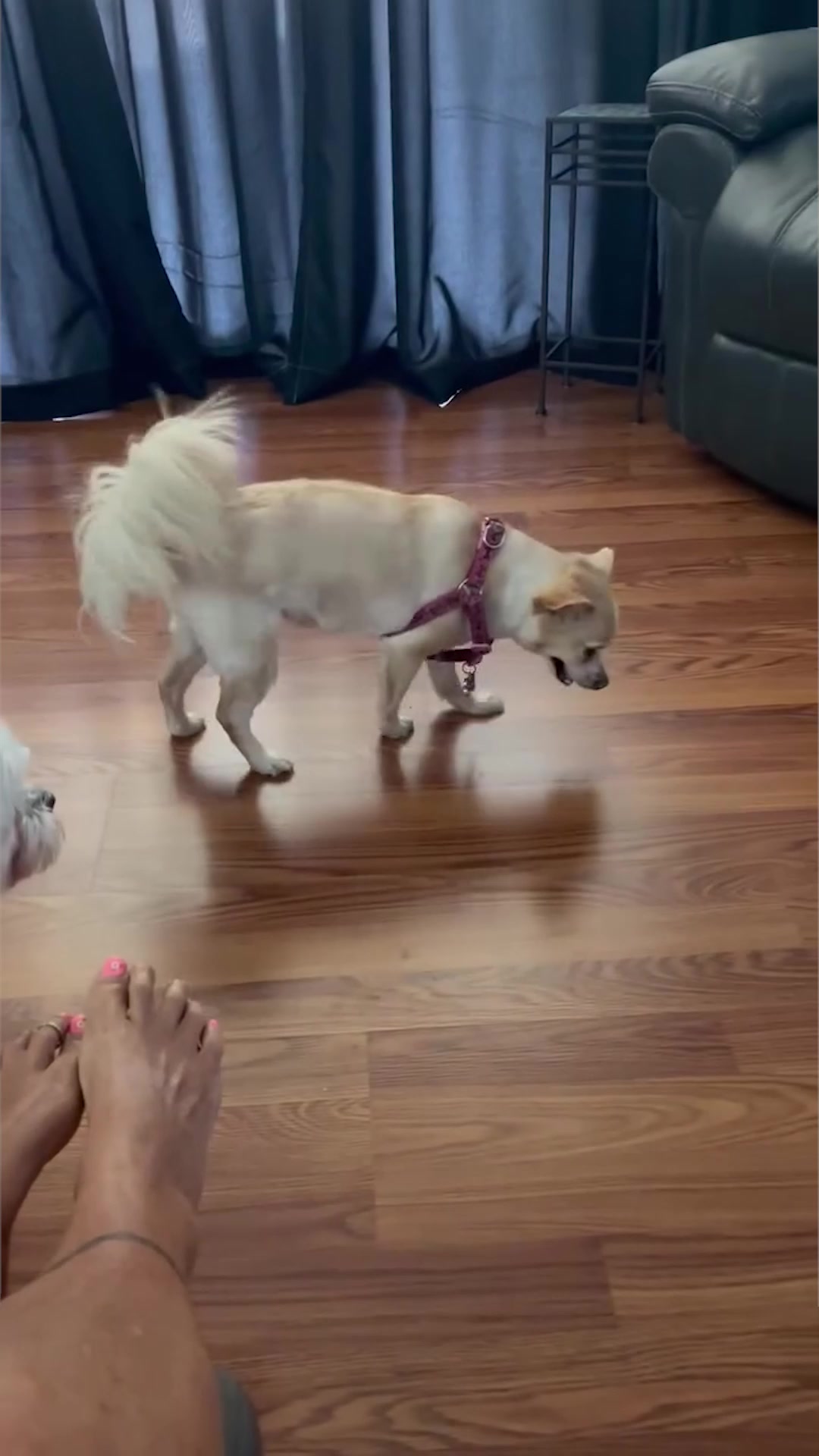 DoggySupps Facebook ad: If your dog has a cough, please watch this video.