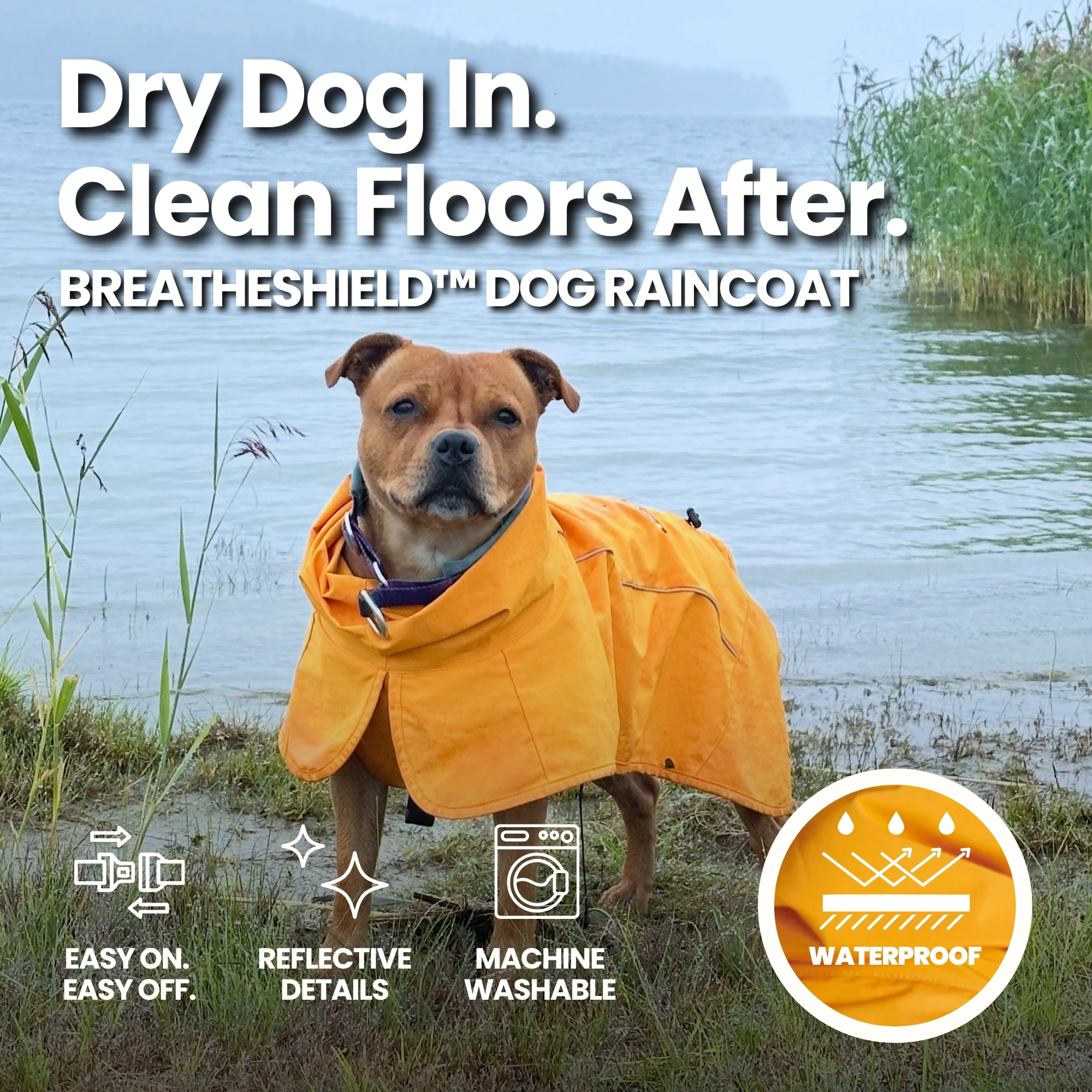 Spark Paws Facebook ad