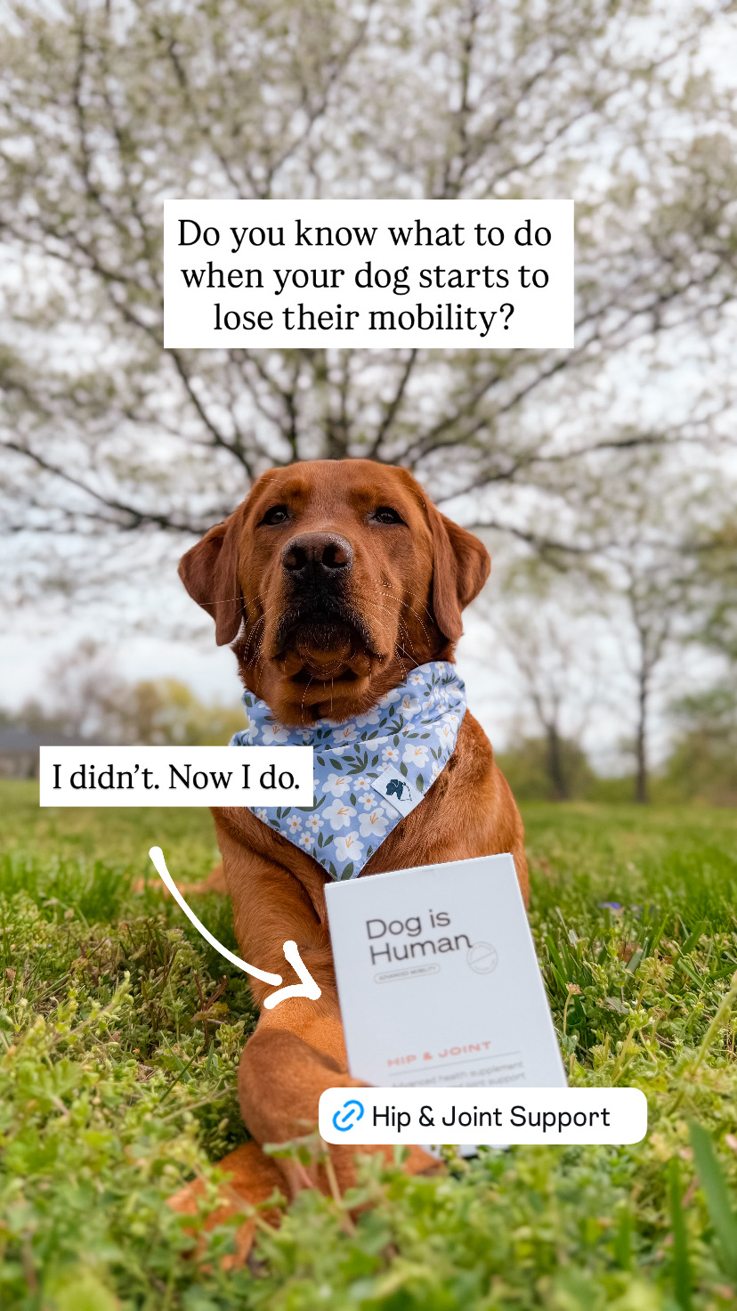 Dog is Human Facebook ad