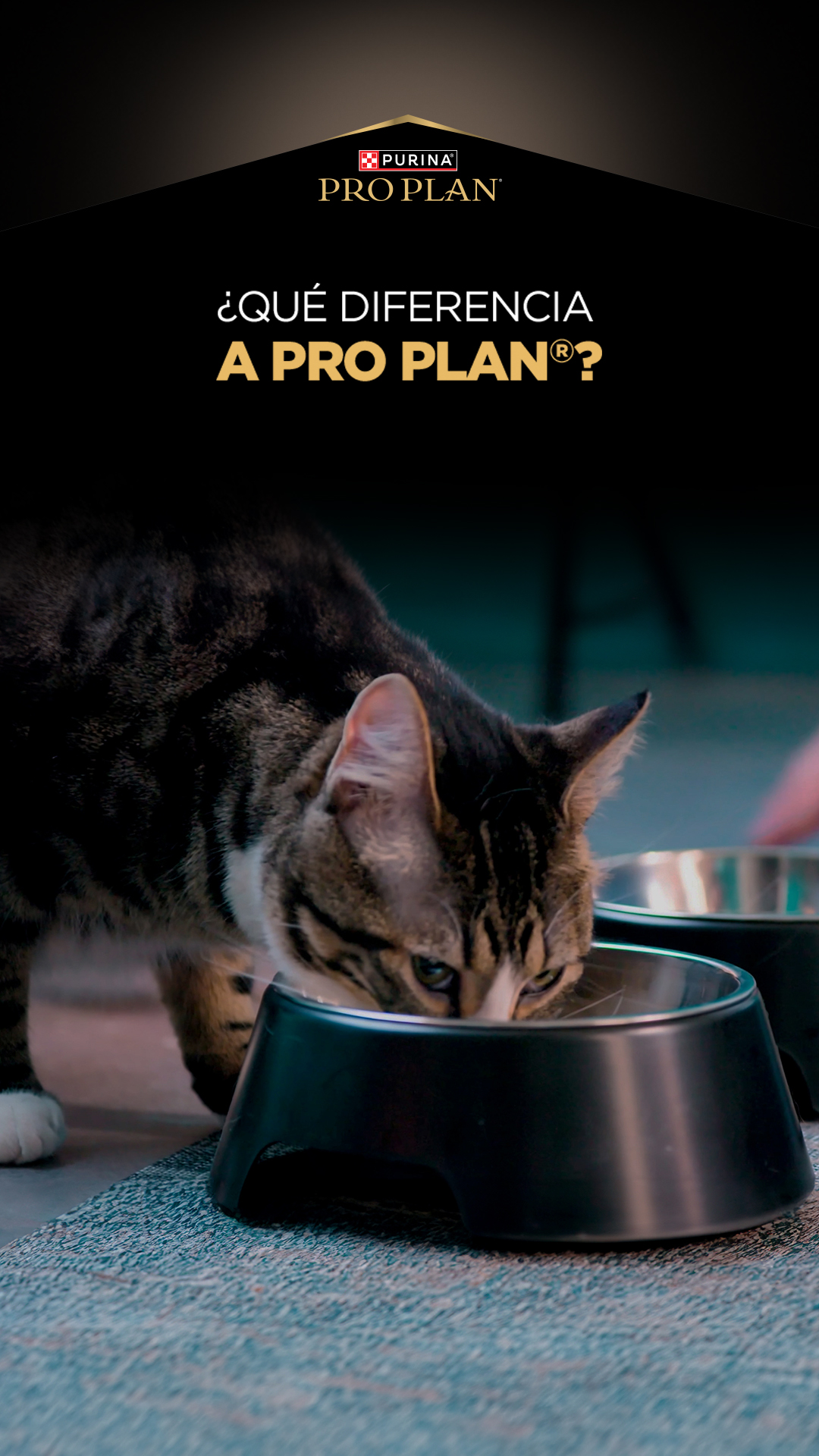 Purina Pro Plan Facebook ad