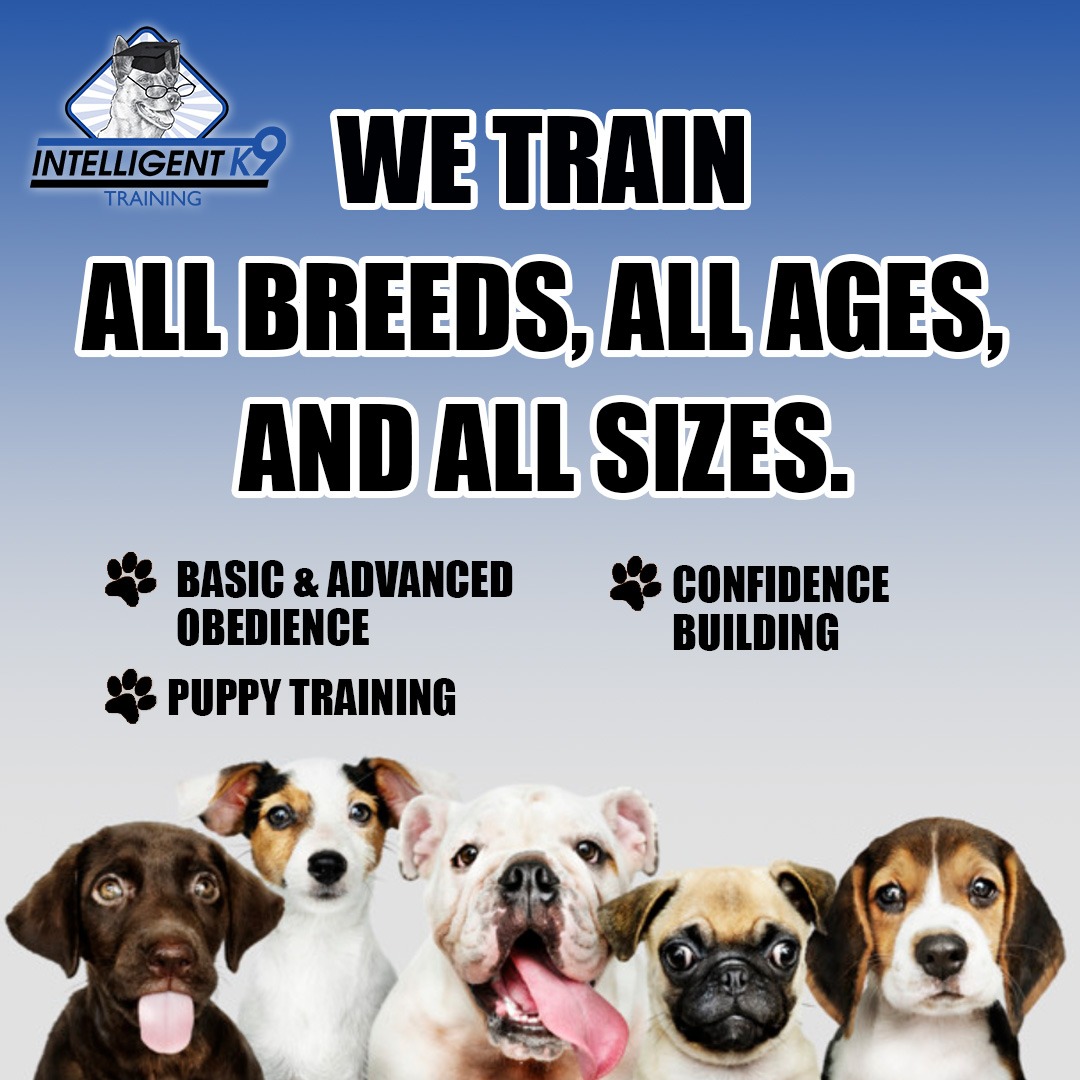 Intelligent K9 Dog Training Facebook ad: Private, Custom Dog Training Lessons!