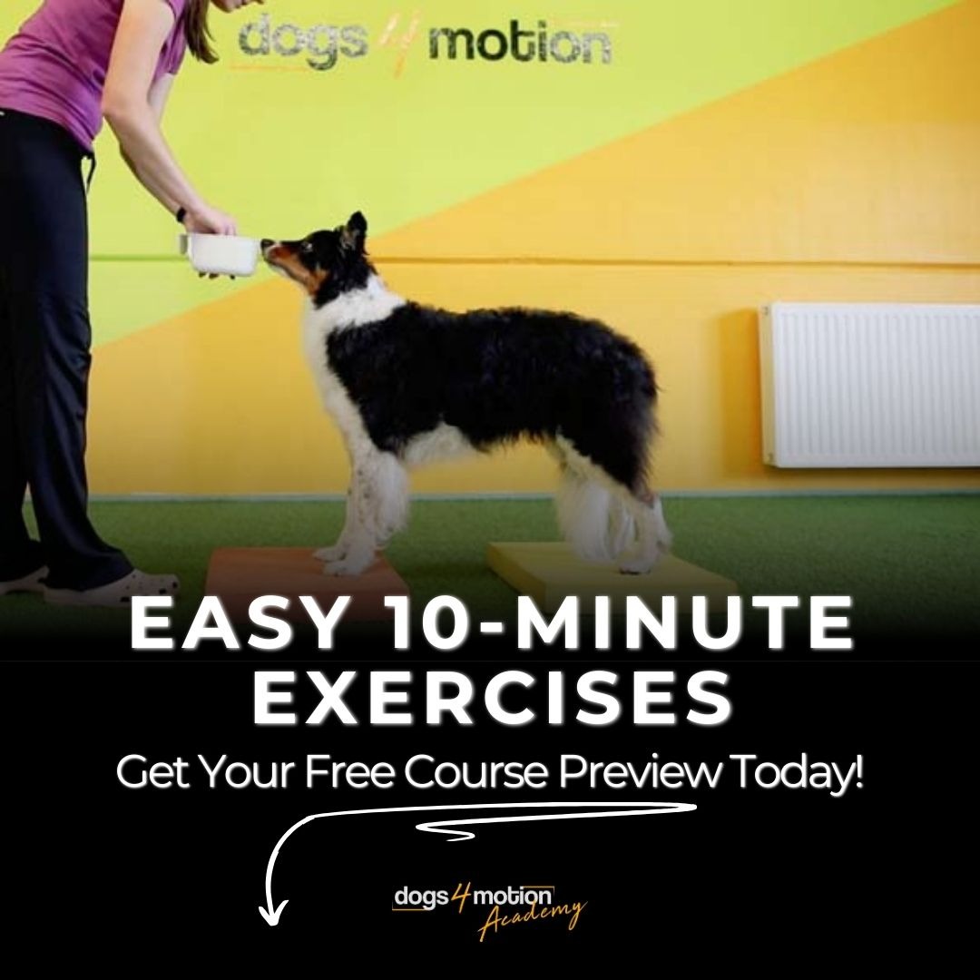 Dogs4motion Academy for active dogs Facebook ad
