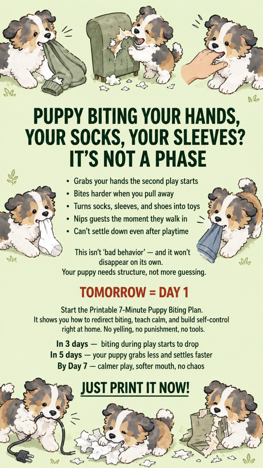 Puppy Tips for Training Facebook ad