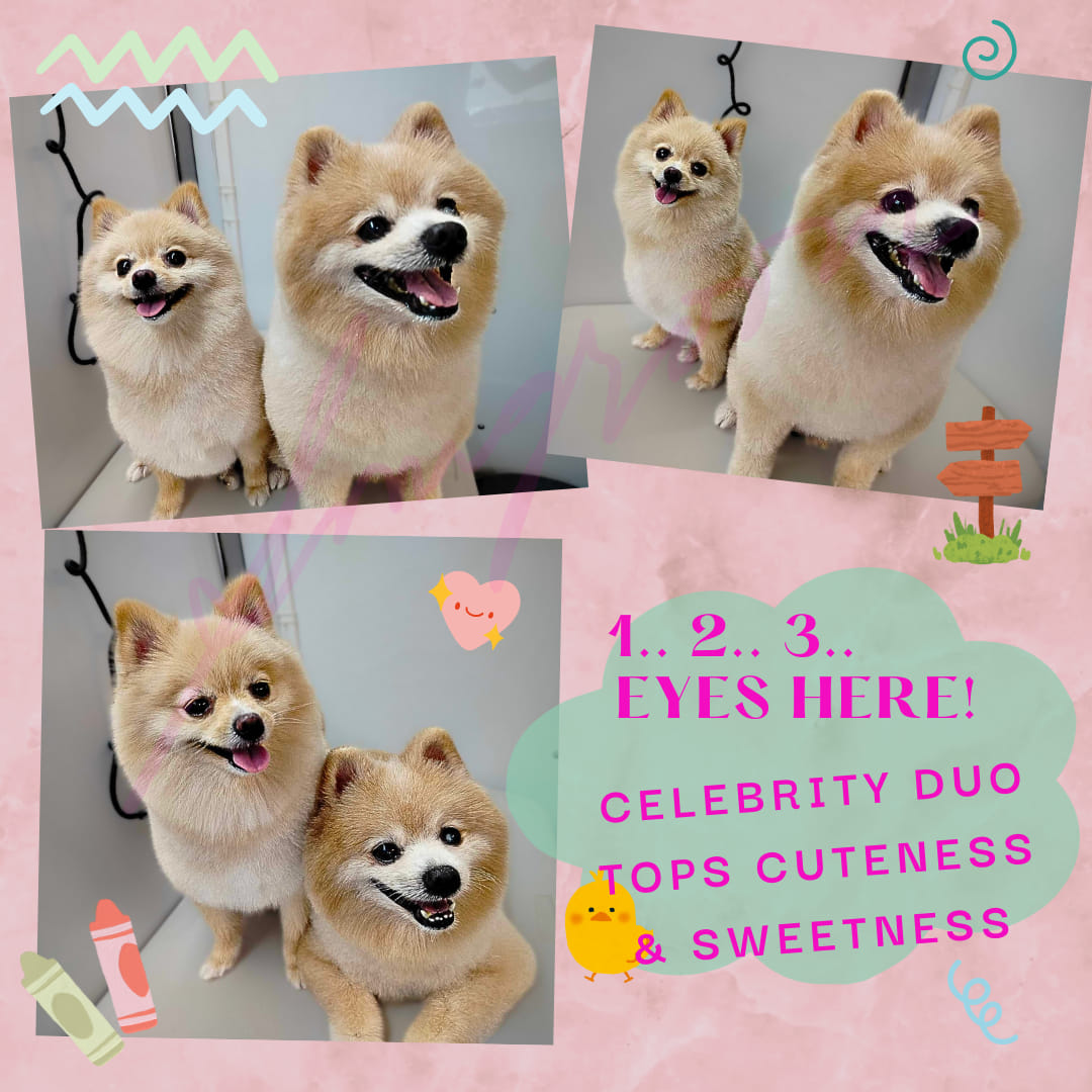 Snug Room Subic Facebook ad: The new bark of the town!