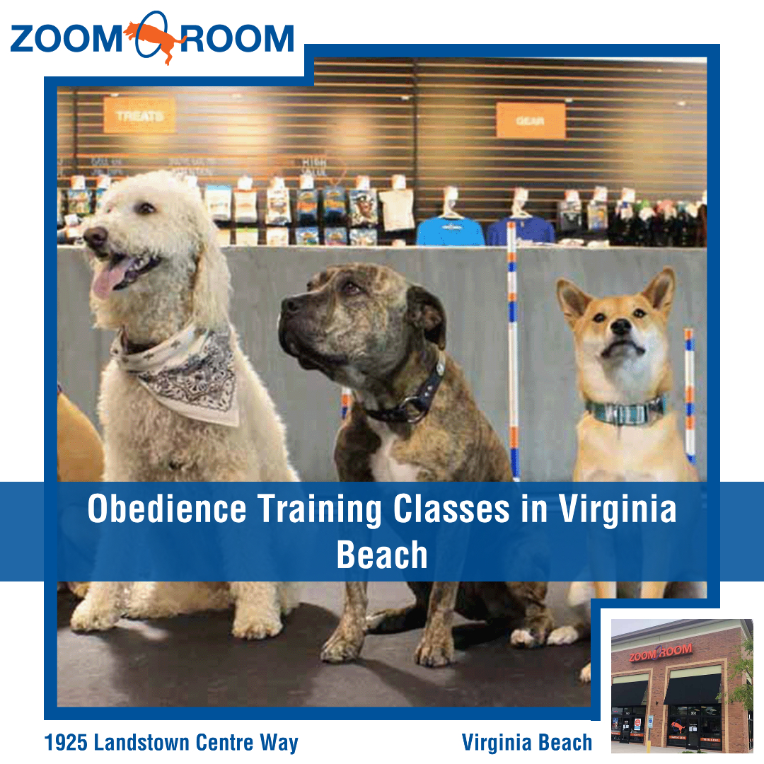 Zoom Room Dog Training Facebook ad