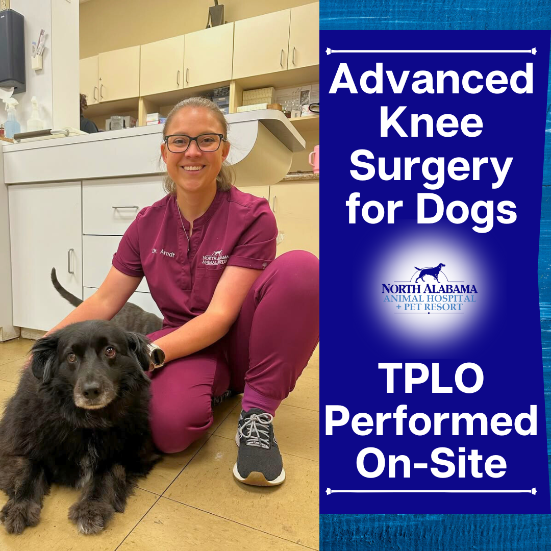 North Alabama Animal Hospital + Pet Resort Facebook ad: Is Your Dog Limping?