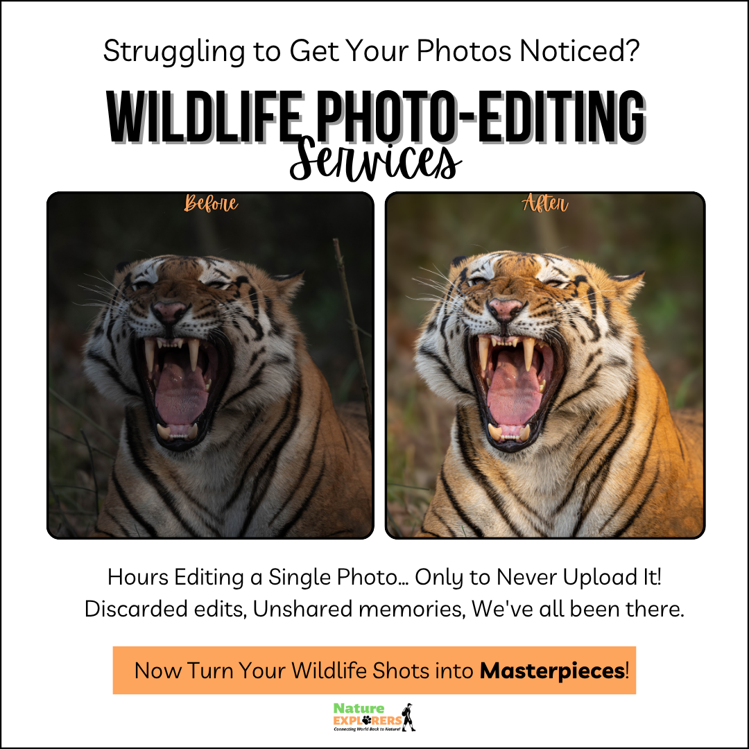 Nature Explorers India Facebook ad: Spent hours chasing the perfect wildlife moment…