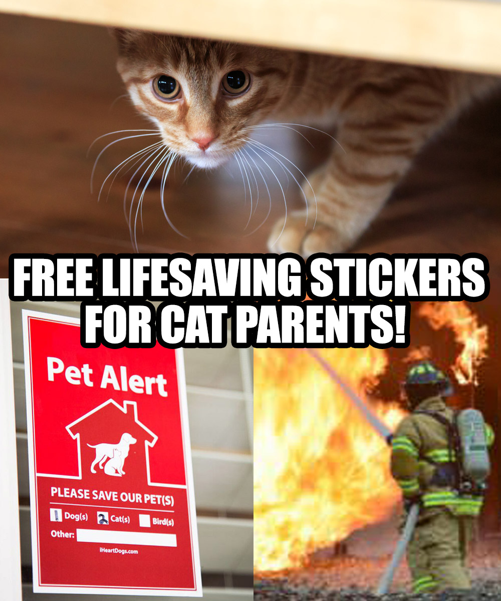 iHeartCats.com Facebook ad