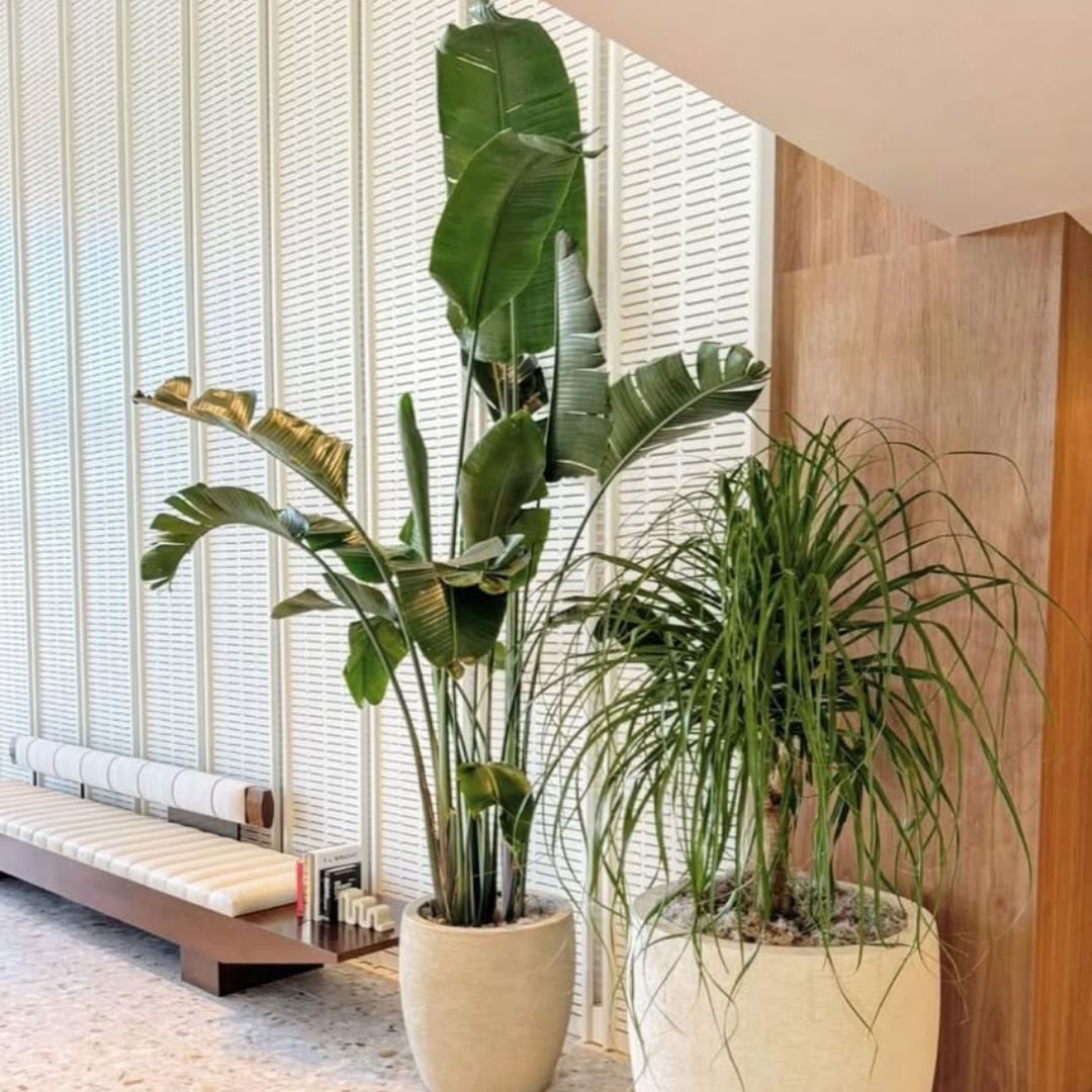 Sin City Plants Facebook ad: Bring Life to Your Space with Sin City…