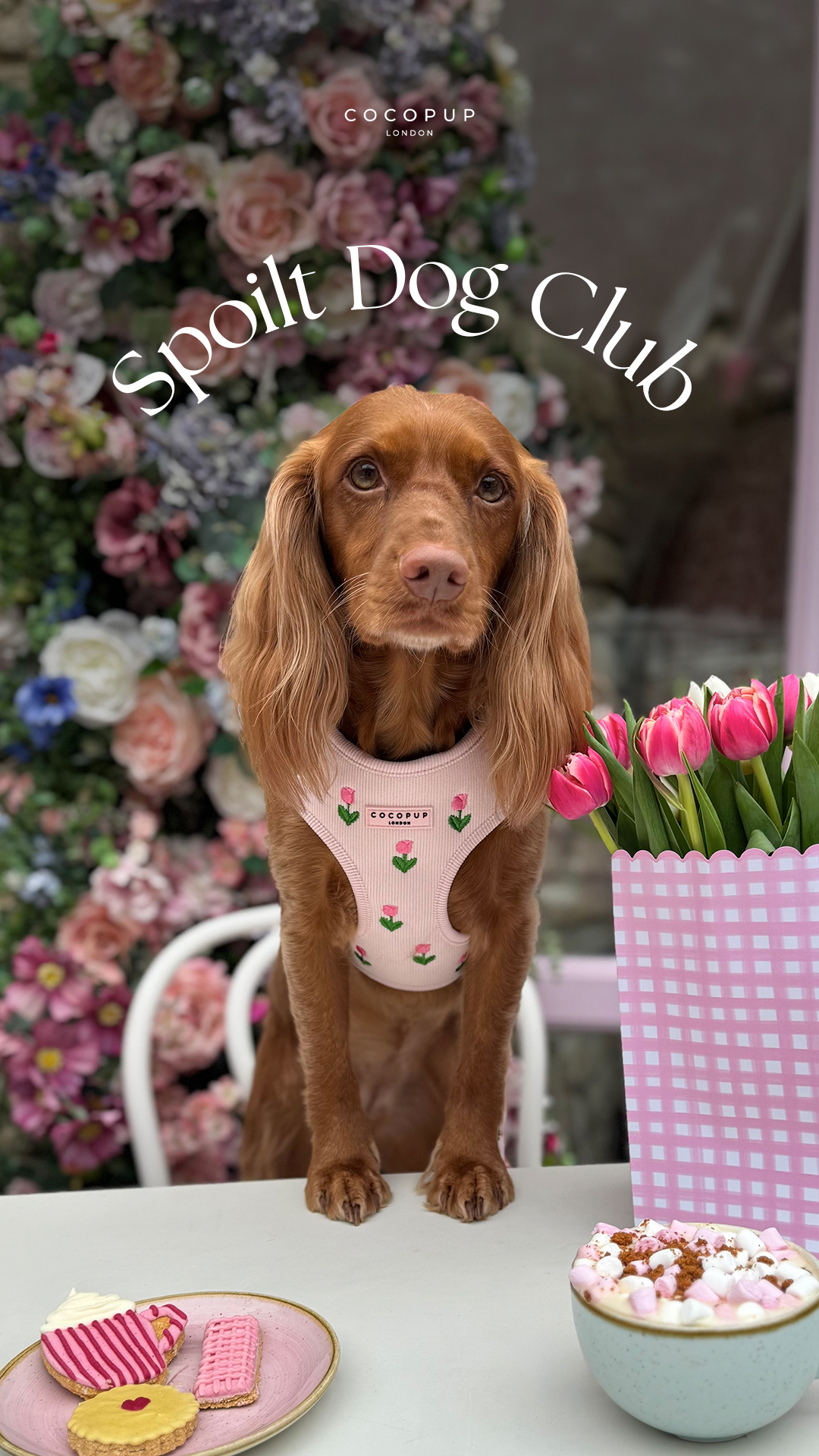 Cocopupuk Facebook ad
