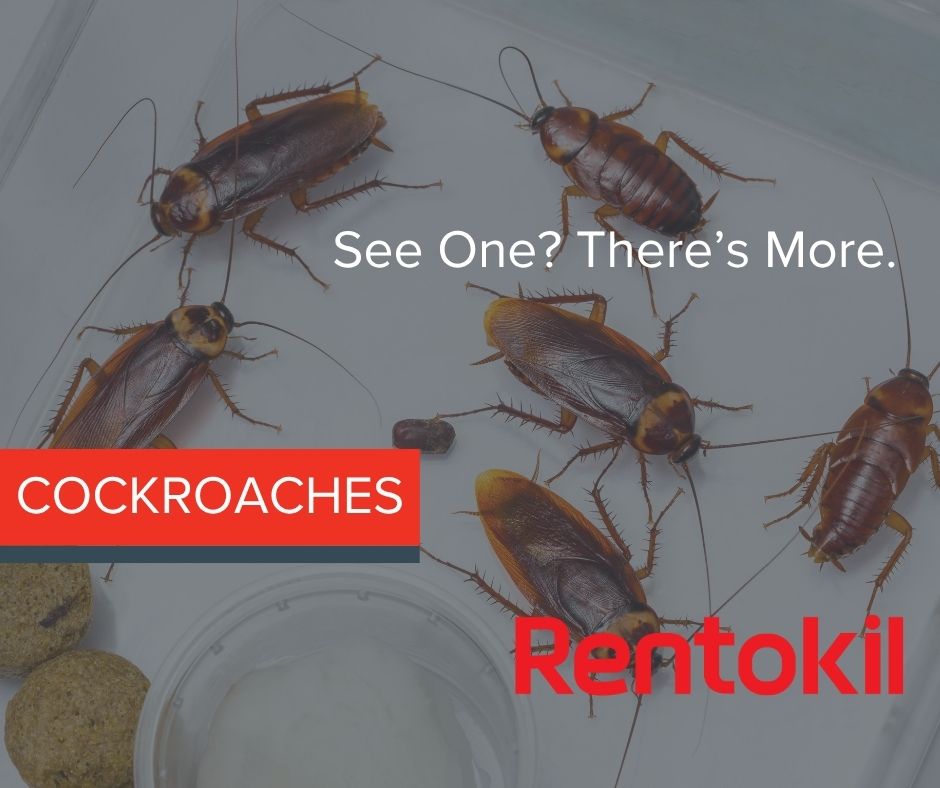 Rentokil South Africa Facebook ad: Cockroach Control | Rentokil Pest Control