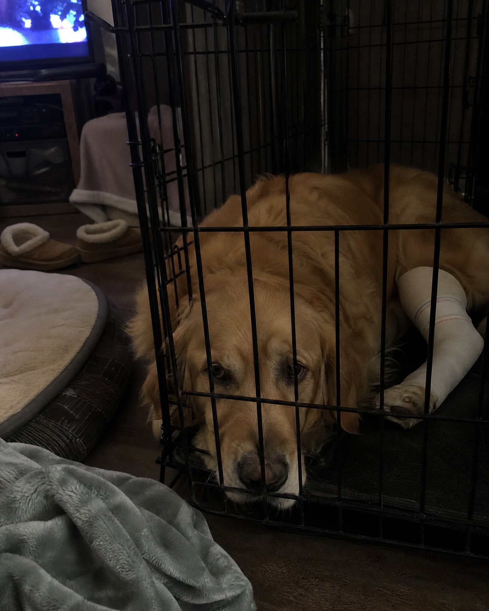 Carol Bennett Facebook ad: Why Your Dog’s TPLO Isn’t Healing.