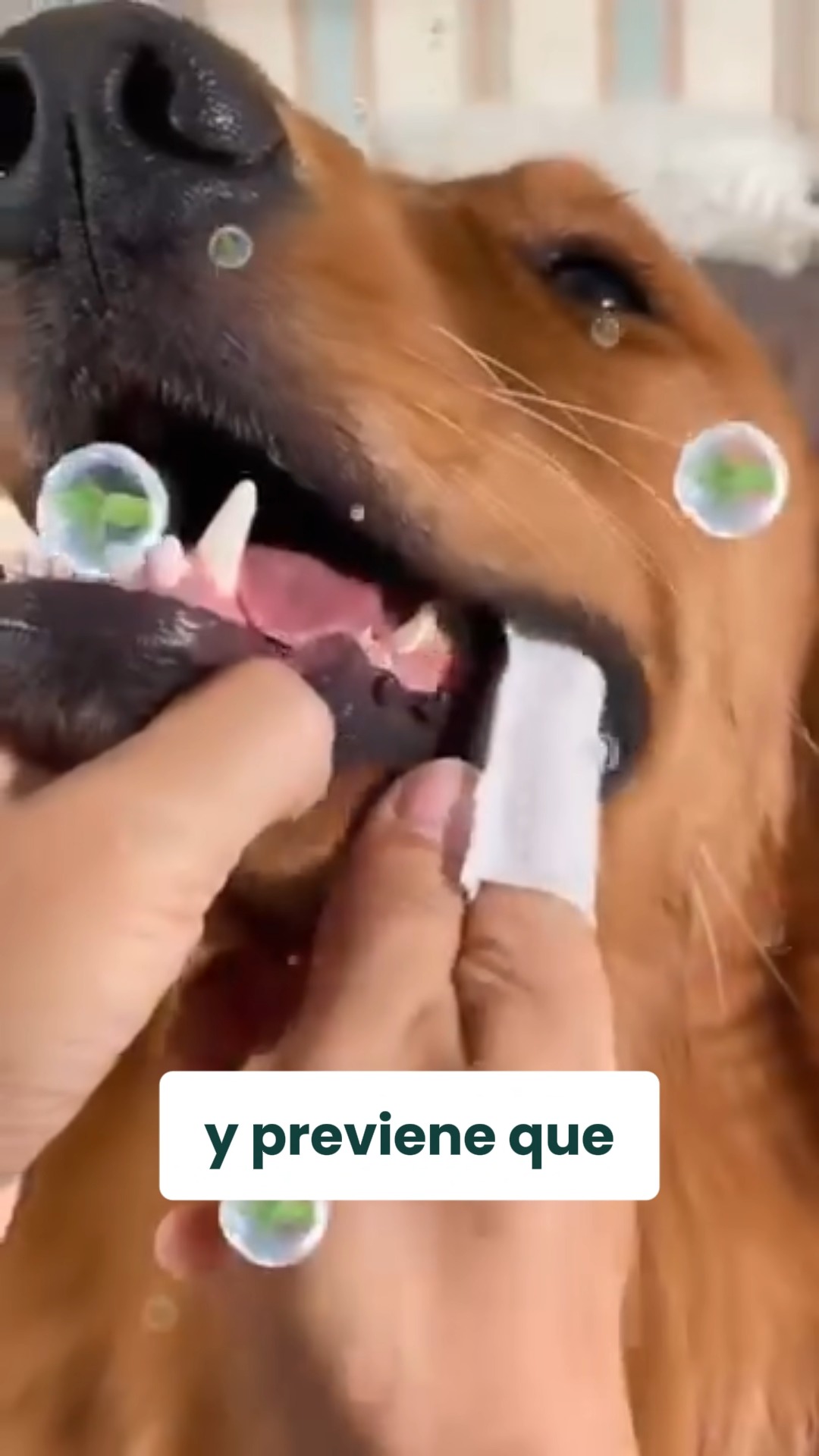 The Dogs Facebook ad: Pensaba que el mal aliento y ese color…