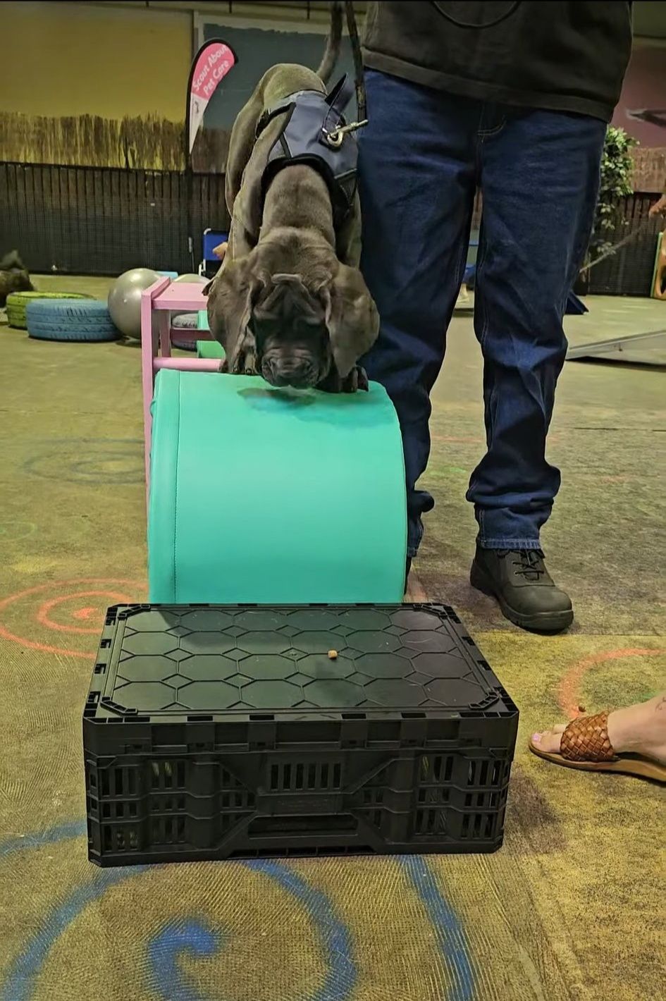 Progressive Canine Training Facebook ad