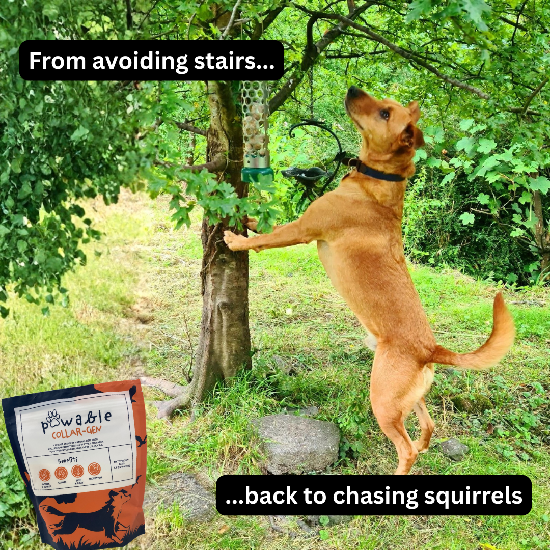 Pawable Facebook ad
