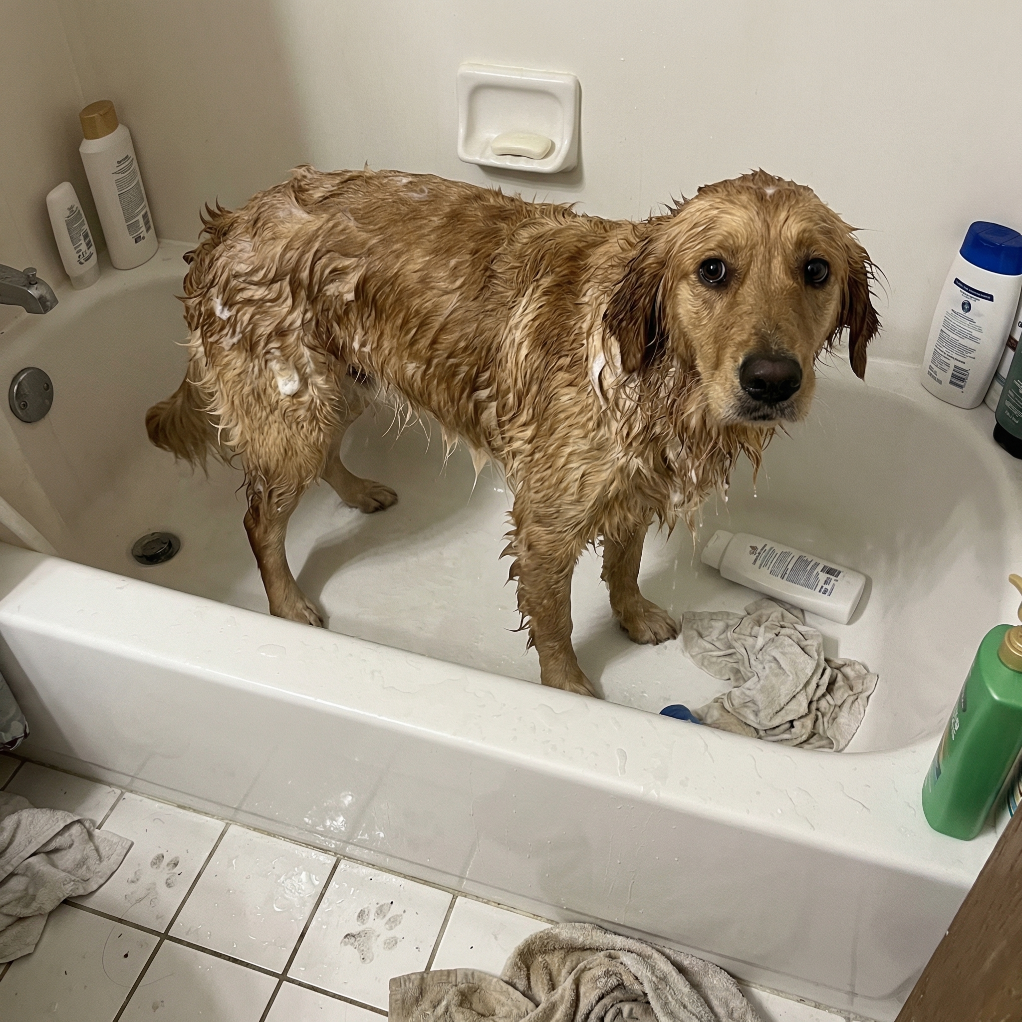 Doggido Facebook ad