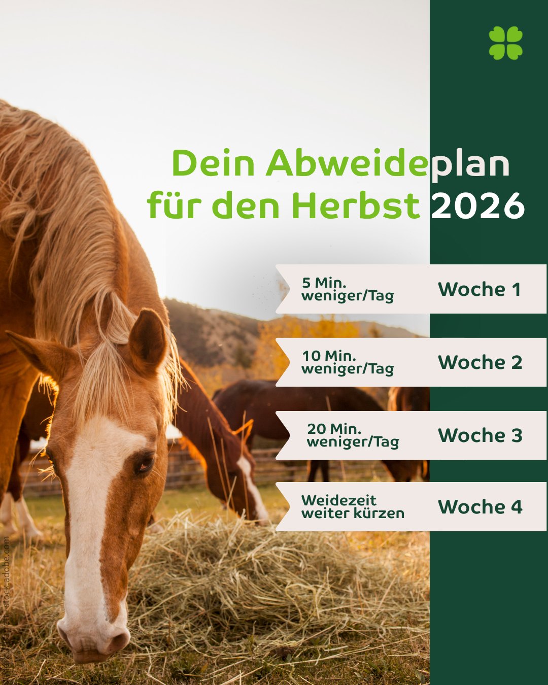 Uelzener Versicherungen Facebook ad: OP- und Kolik-Versicherung