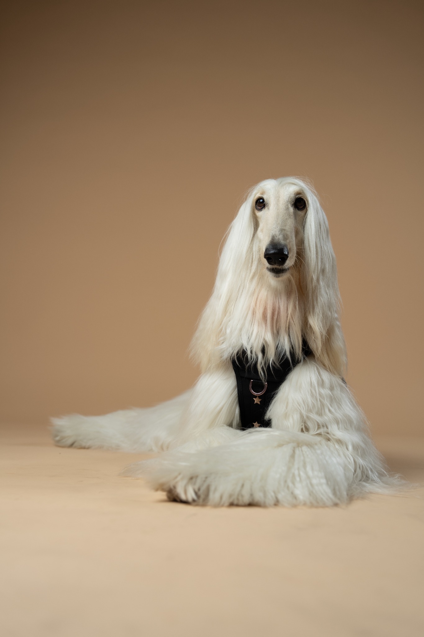 Dogistry Facebook ad