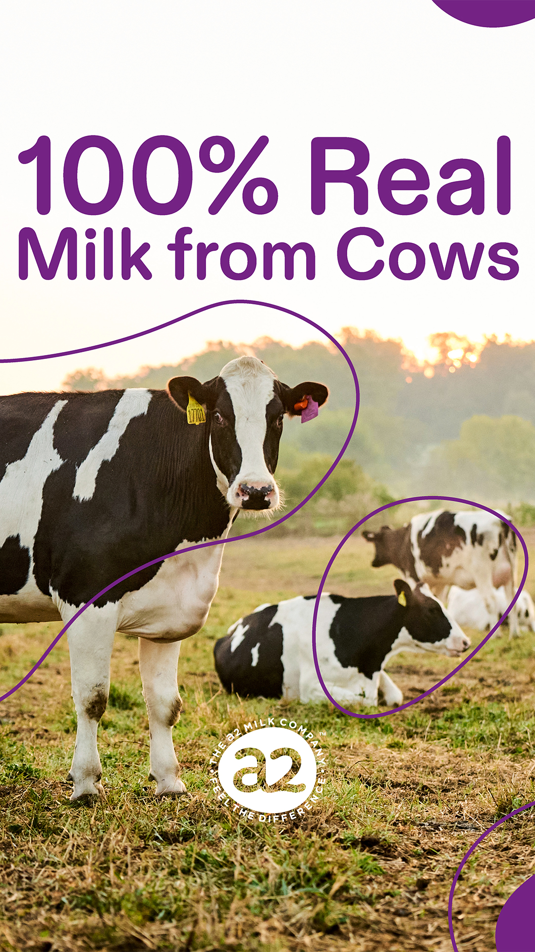 a2 Milk USA Facebook ad: Our high-quality a2 Milk comes from cows that…
