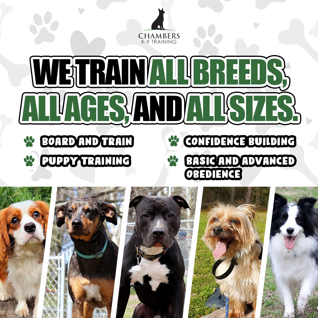 Chambers K9 Training Facebook ad: Out of Control Dog? We're Here to Help!