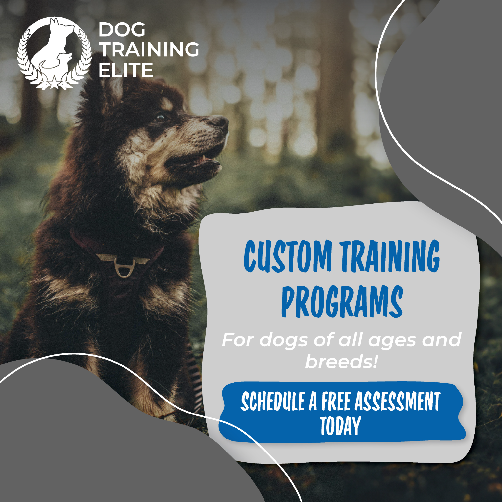 Dog Training Elite Little Rock Facebook ad: Stronger Bonds, Better Dogs