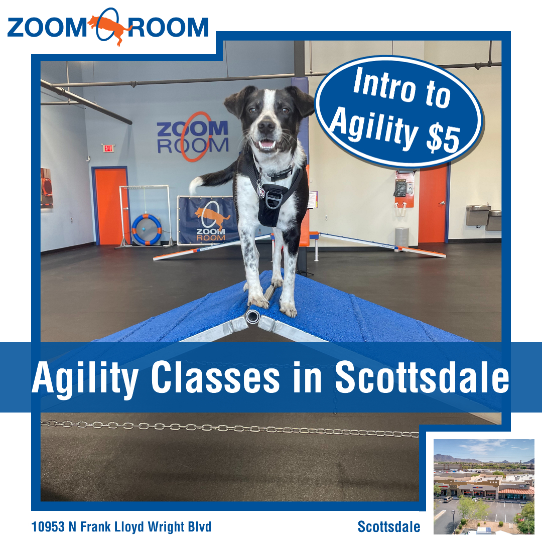 Zoom Room Dog Training Facebook ad