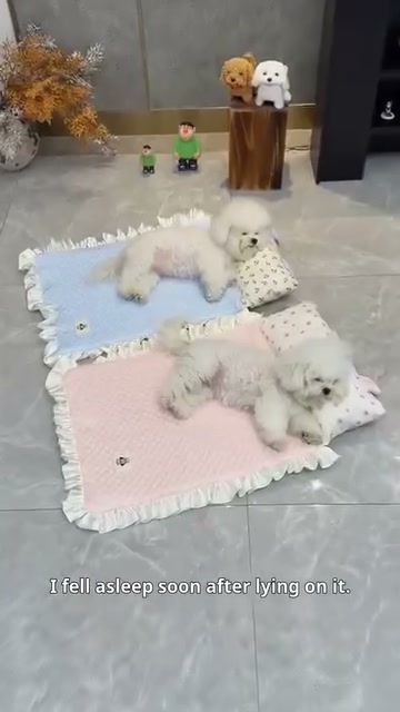 Ktty.fashier Facebook ad: Summer Bestseller! Pet Cooling Mat + Pillow, Over…