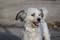 Santerpaws Bulgarian Rescue : Reg Charity No: 1183401