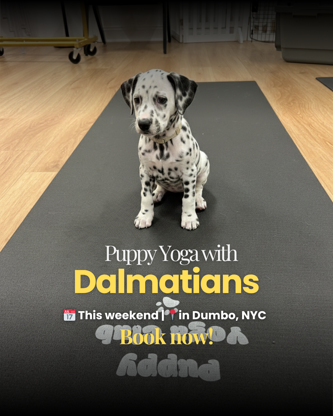 Puppy Yoga Club Facebook ad