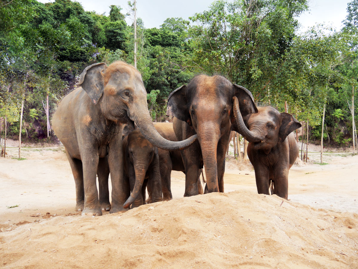 Elephant Wildlife Sanctuary Phuket Facebook ad: https://www.elephantwildlifesanctuaryphuket.com