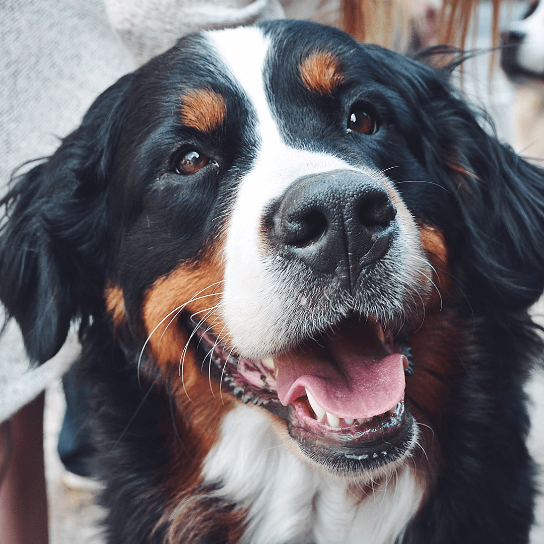 Bosch Dog Food Türkiye Facebook ad: Biz Çok Kaliteli Mama Üretiyoruz