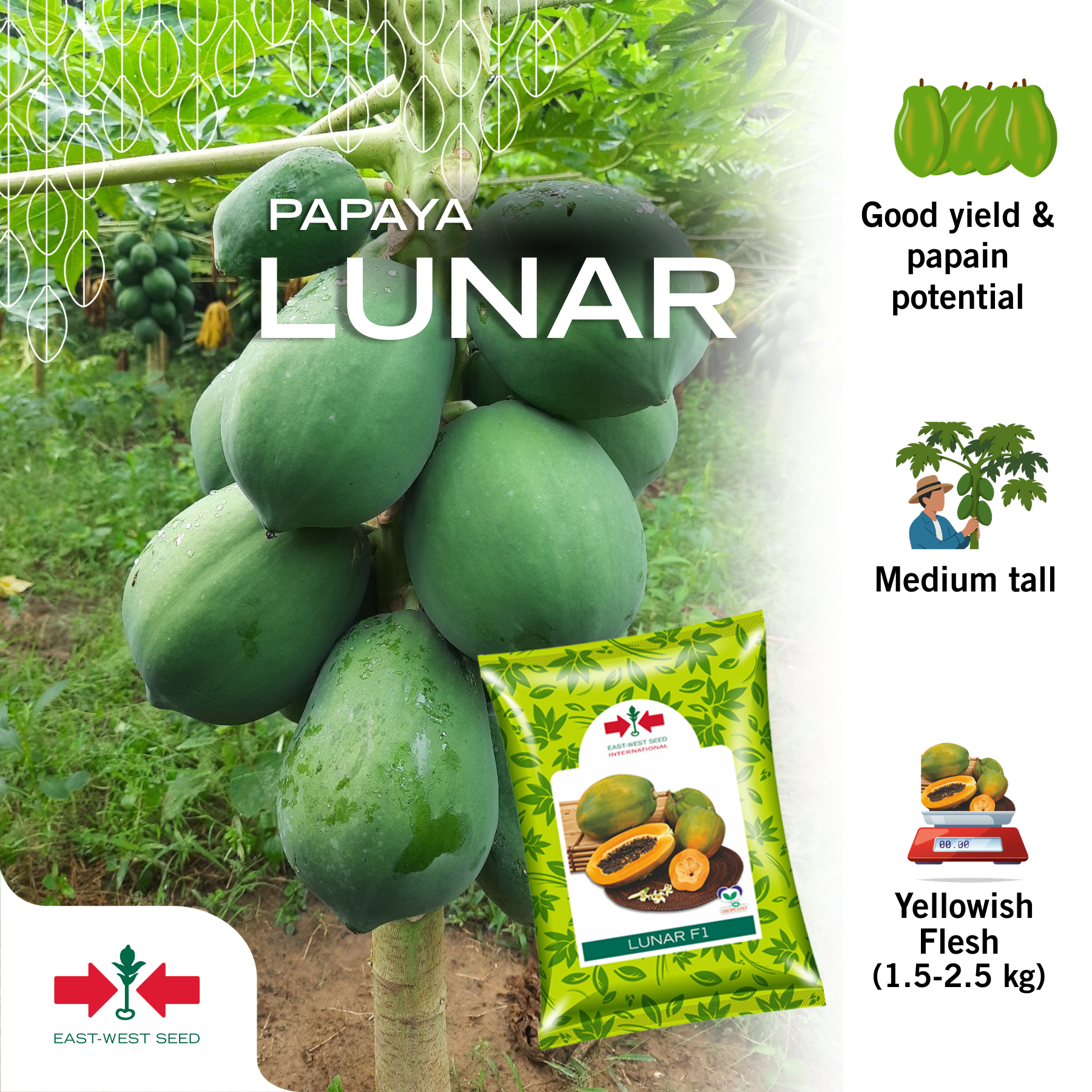 East-West Seed India Facebook ad: Whatsapp Us
