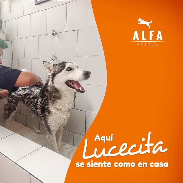 Alfa Animal Facebook ad
