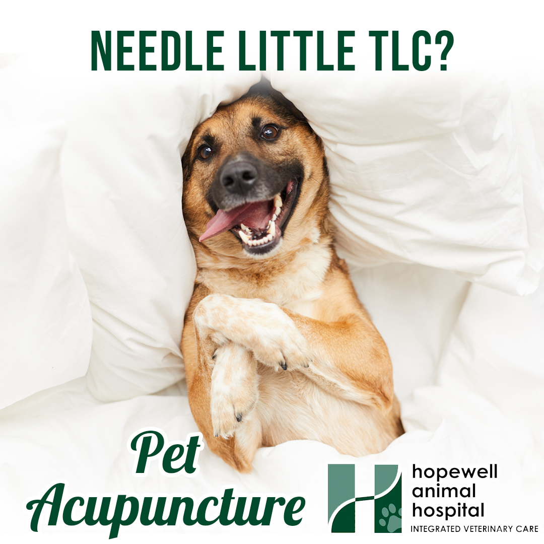 Hopewell Animal Hospital Facebook ad
