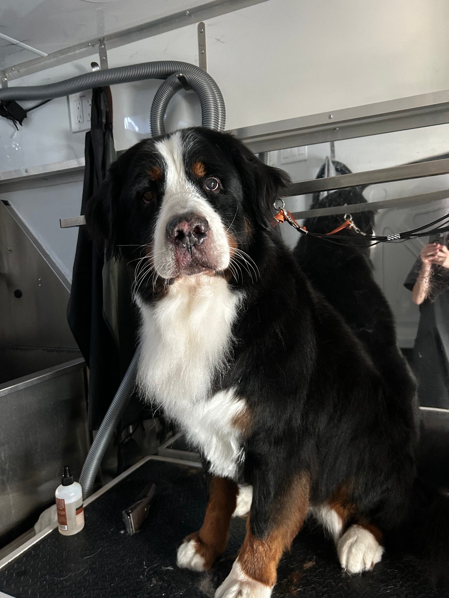 Bark & Bounce Mobile Grooming Facebook ad: Bark and Bounce Mobile Dog Grooming, Bark and Bounce…