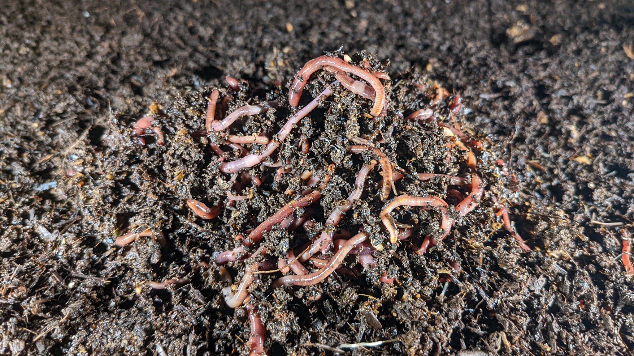Las Vegas Worm Farm Facebook ad