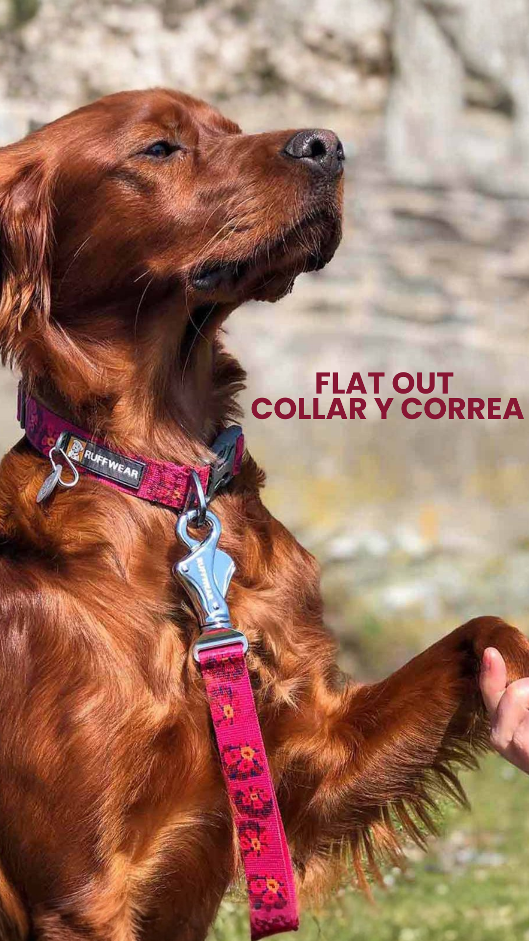 Ruffwear Argentina Facebook ad: Todo lo que tu perro necesita en un…