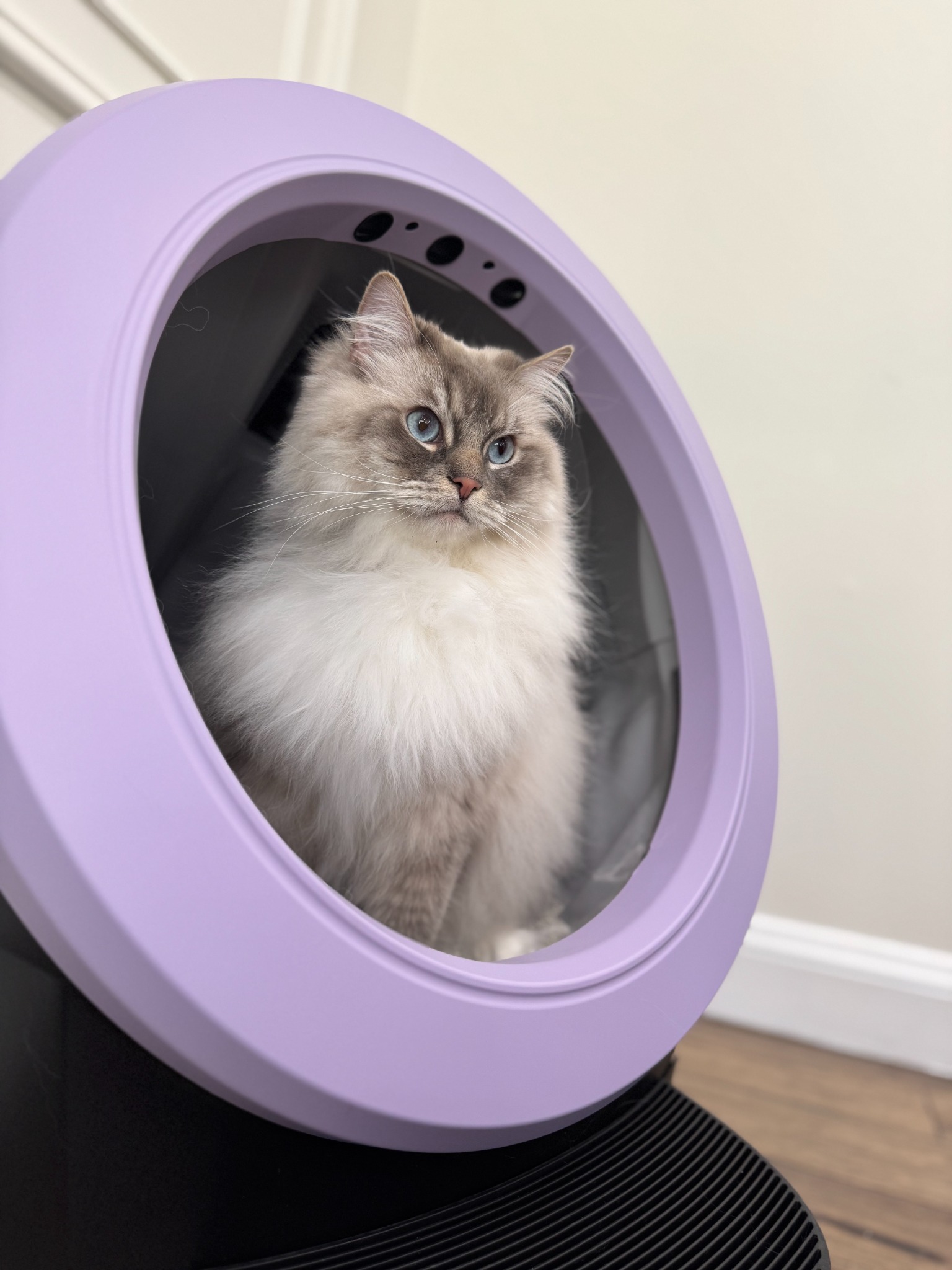 Litter-Robot by Whisker Facebook ad