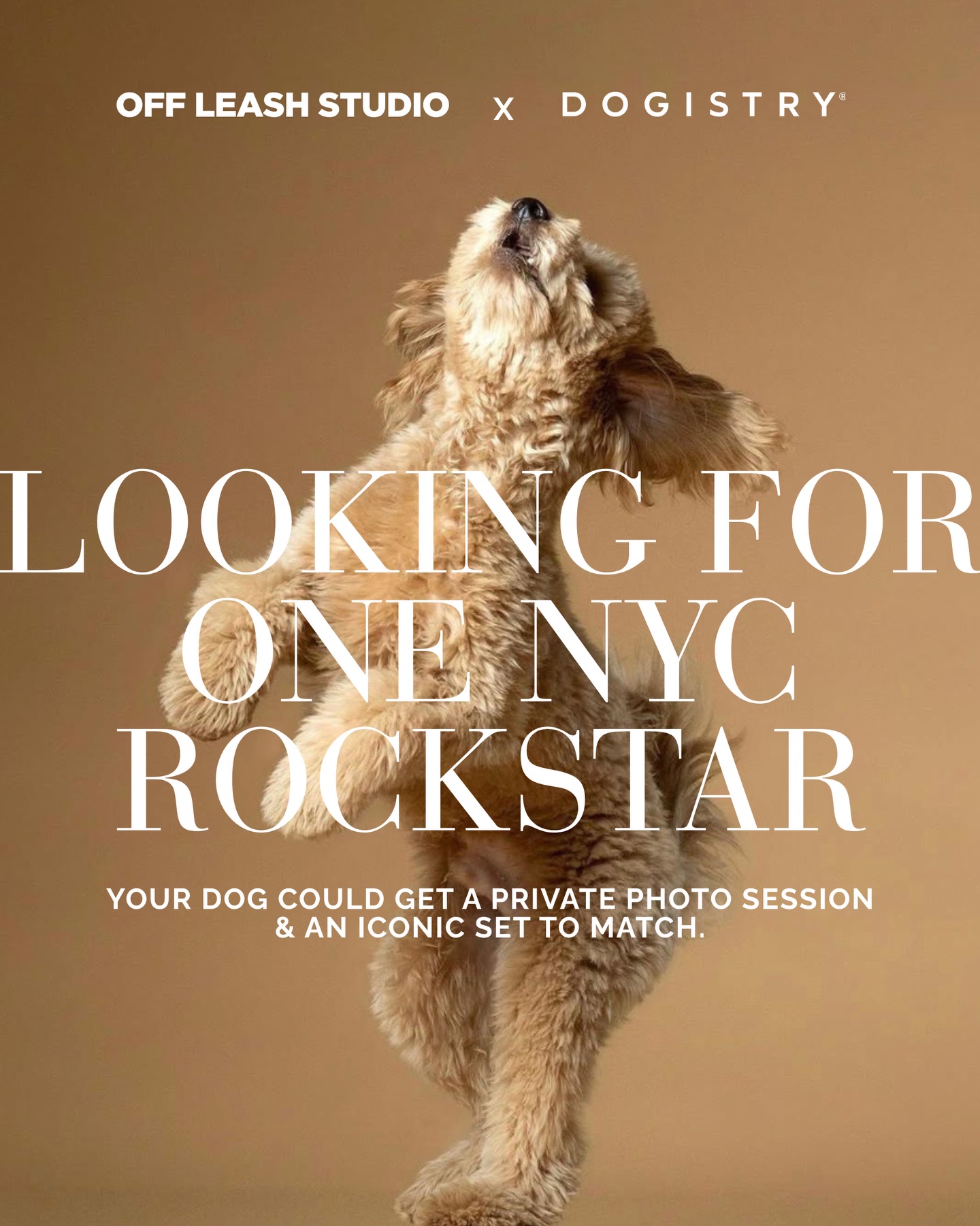 Dogistry Facebook ad