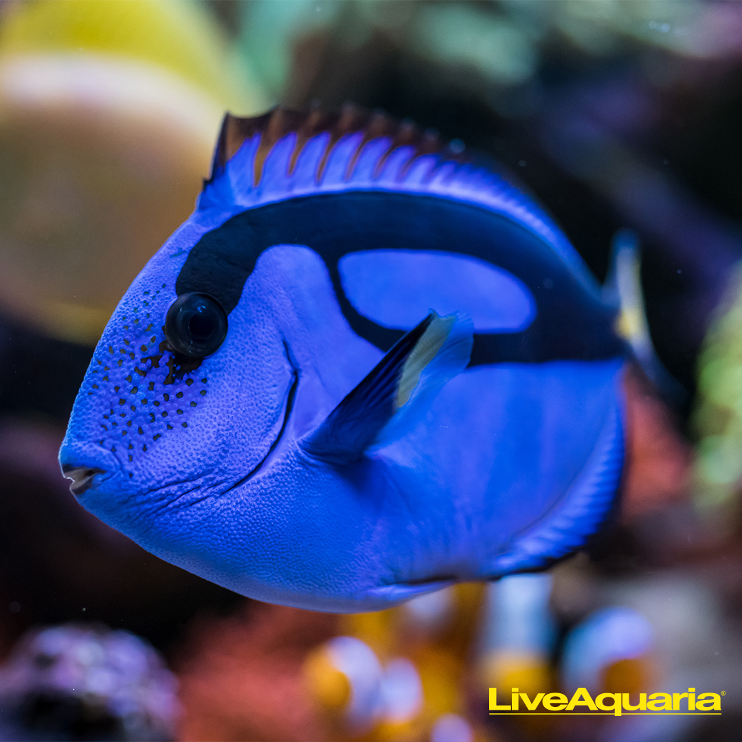 LiveAquaria.com Facebook ad