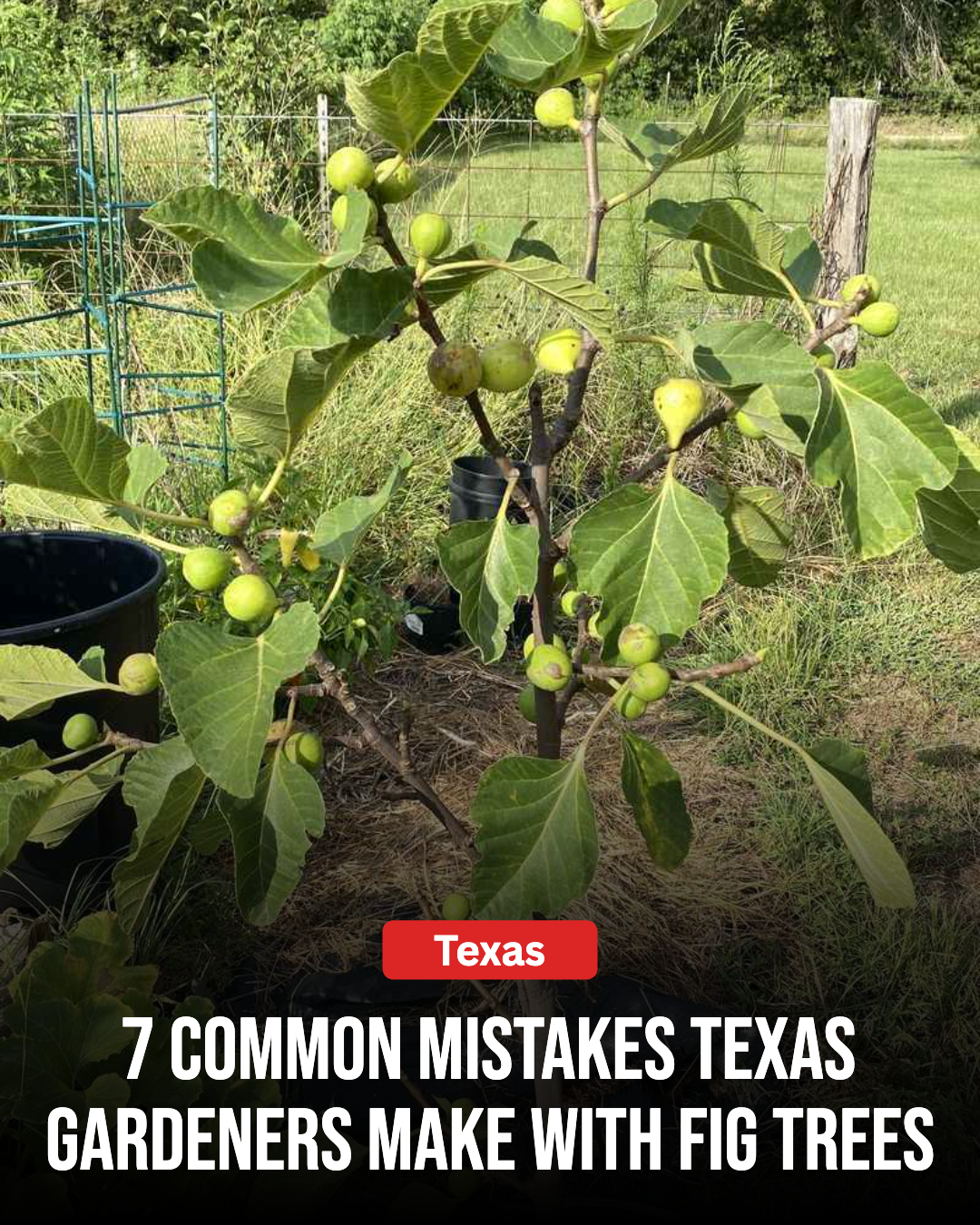 Texas Gardener Facebook ad: 7 Common Mistakes Texas Gardeners Make With Fig Trees