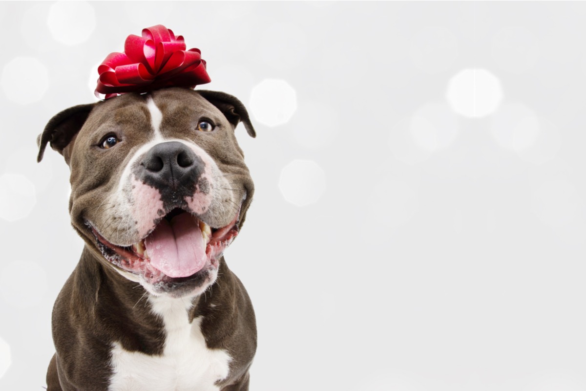 iHeartDogs.com Facebook ad