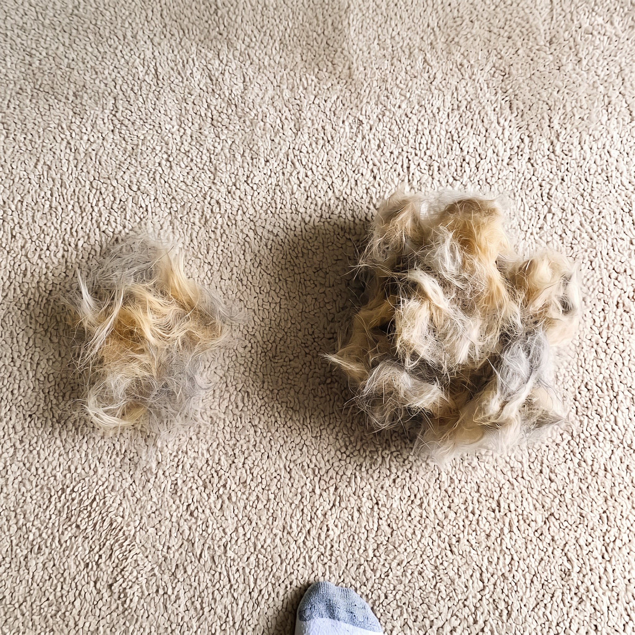 Life With Shedding Pets Facebook ad: Hairy carpet? Read this