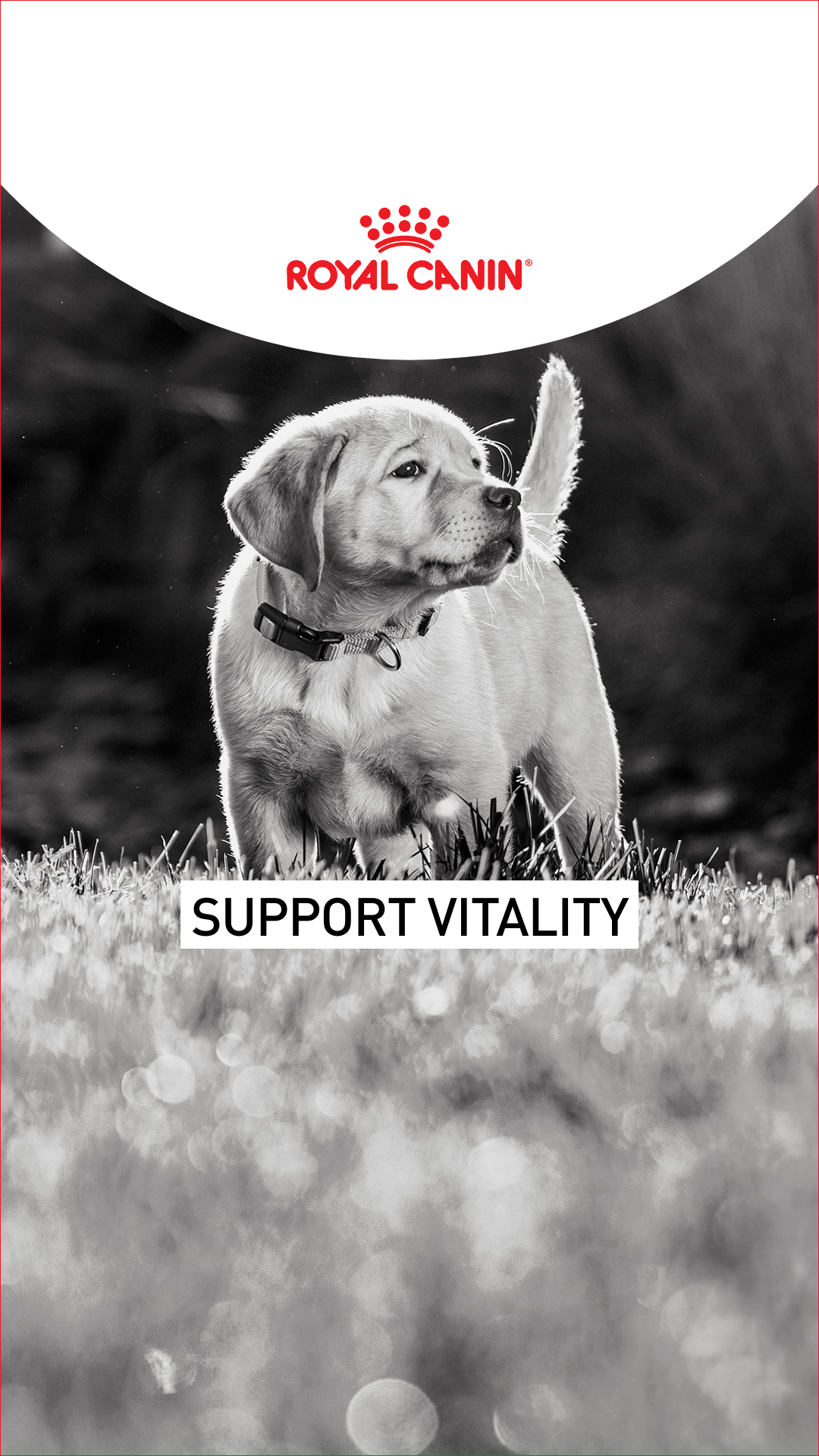 Royal Canin Facebook ad: Royal Canin Breed Health Nutrition formulas are precisely…