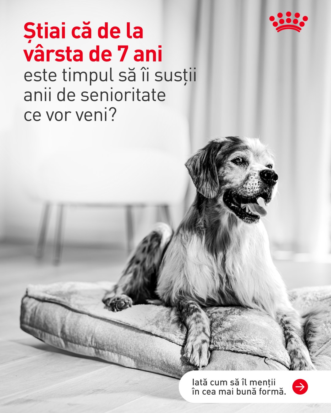 Royal Canin Facebook ad: Chiar dacă prietenul tău blănos pare la fel…